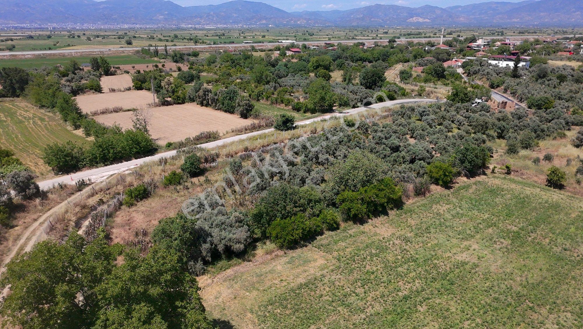 🚨 Satılık 3 Dönüm Zeytinlik – Villalık Arazi! 🌿🏡 - Görsel 4