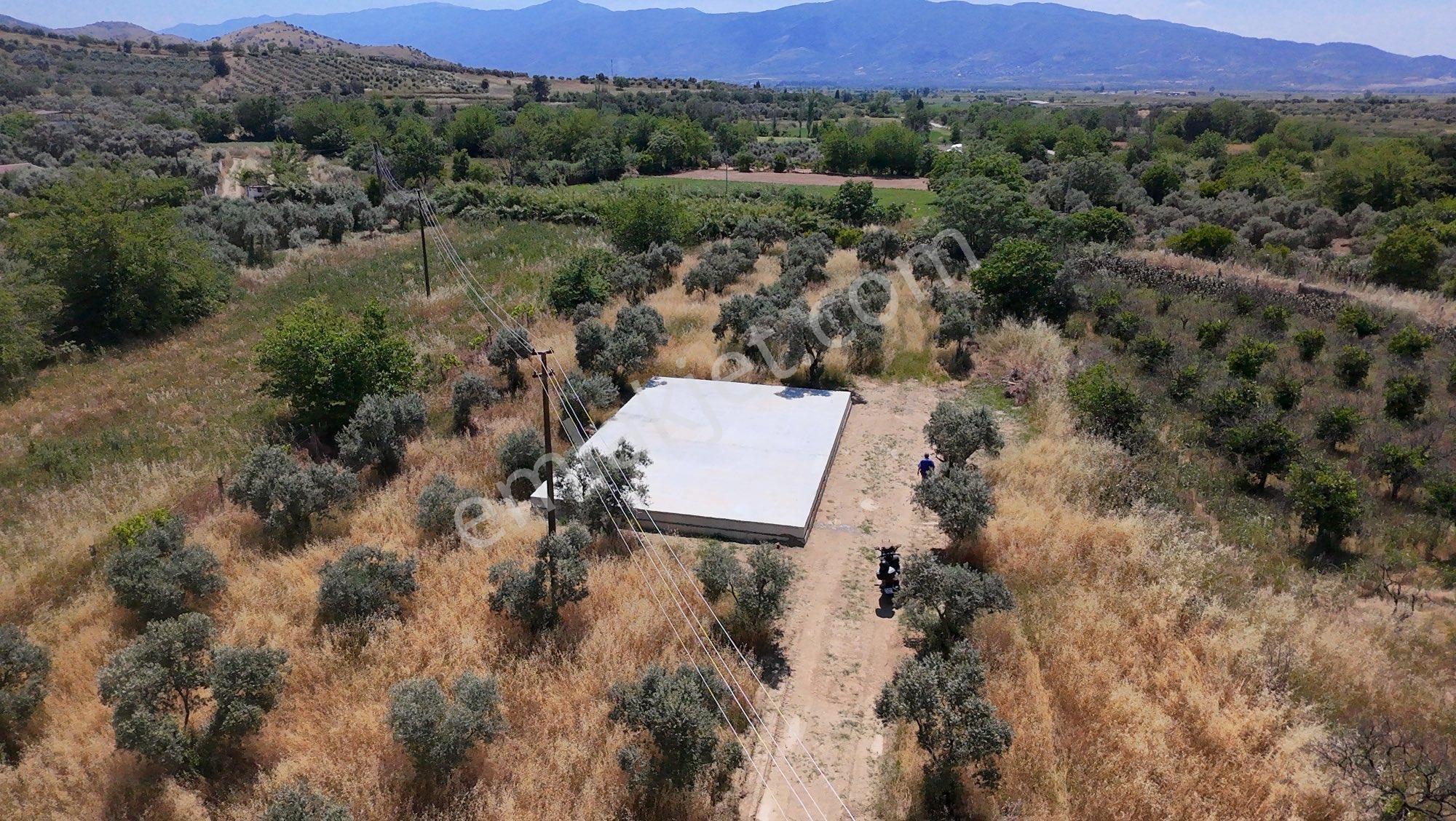 🚨 Satılık 3 Dönüm Zeytinlik – Villalık Arazi! 🌿🏡 - Görsel 7