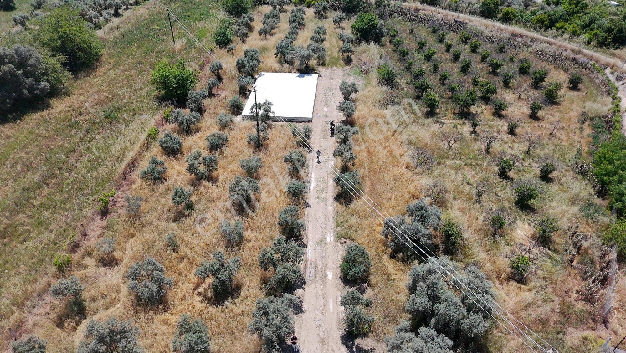 🚨 Kiralık 3 Dönüm Zeytinlik – Hobi Bahçesi - Görsel 5