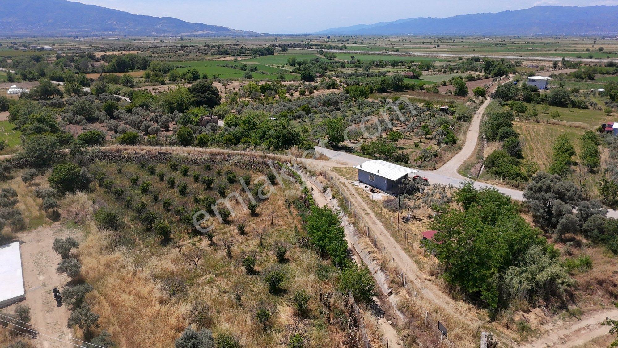 🚨 Kiralık 3 Dönüm Zeytinlik – Hobi Bahçesi - Görsel 9