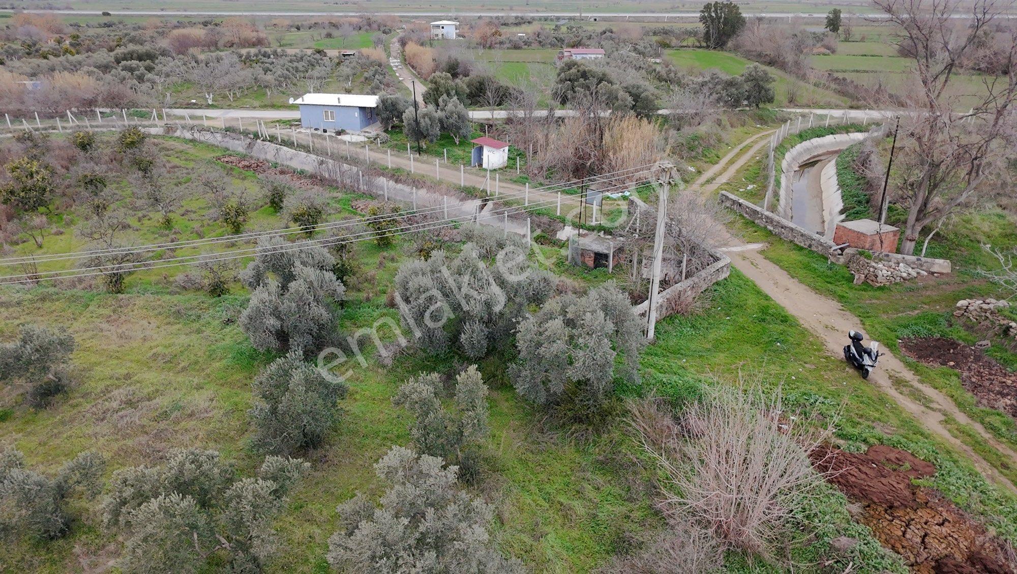 🚨 Kiralık 3 Dönüm Zeytinlik – Hobi Bahçesi - Görsel 15
