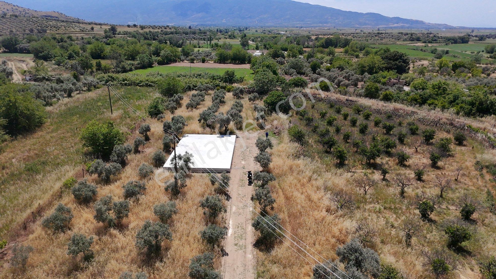🚨 Kiralık 3 Dönüm Zeytinlik – Hobi Bahçesi - Görsel 10