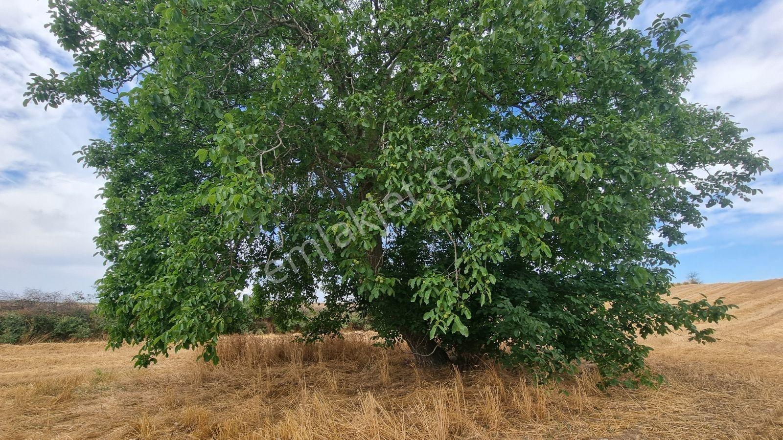 Resmi Yola Cephe Bağ Nitelikli Taşınmaz. Edirne Havza Şerbettar - Görsel 13