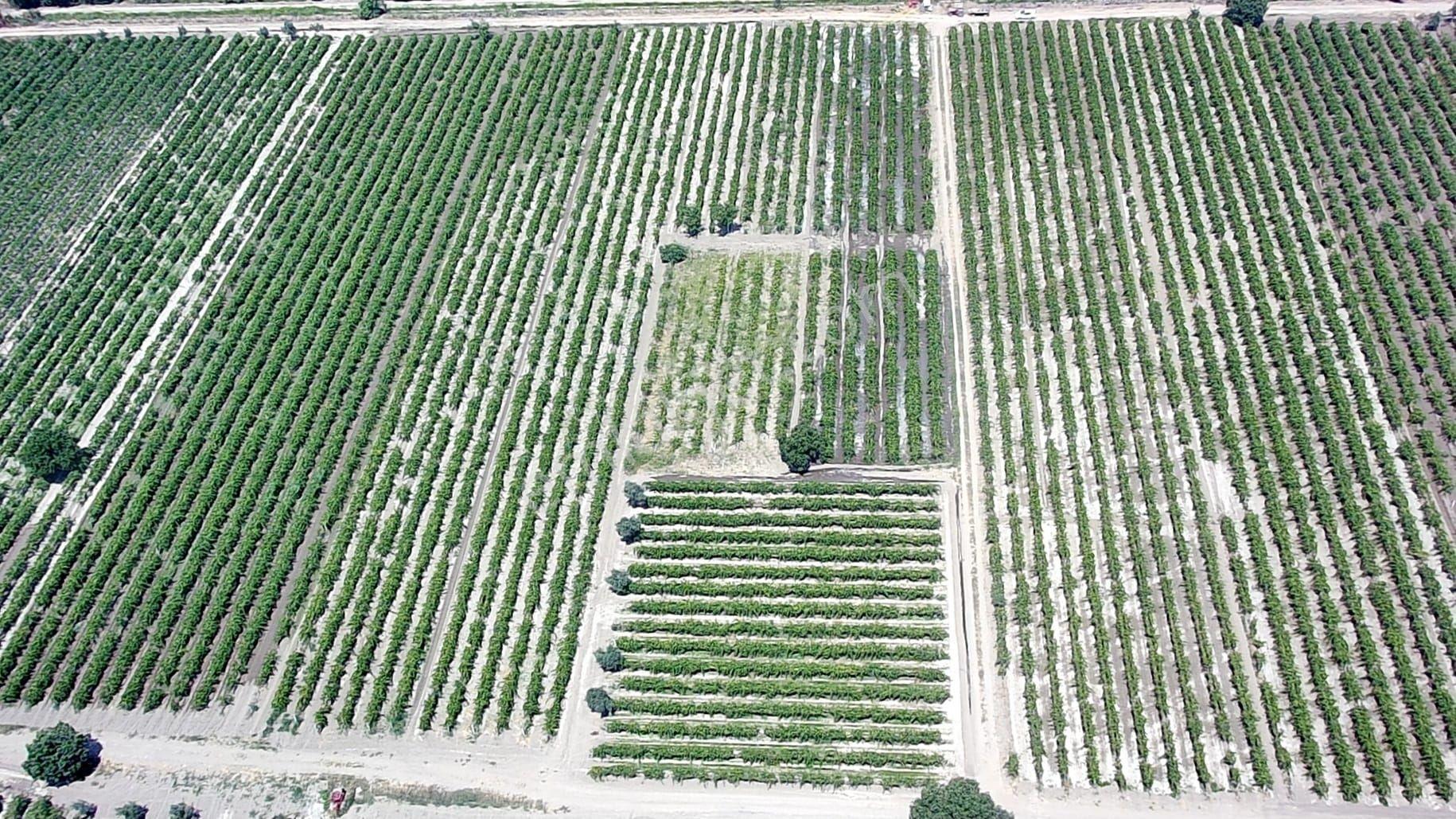 Manisa Şehzadeler Karaağaçlı 2030 M2 Satılık Üzüm Bağı - Görsel 3