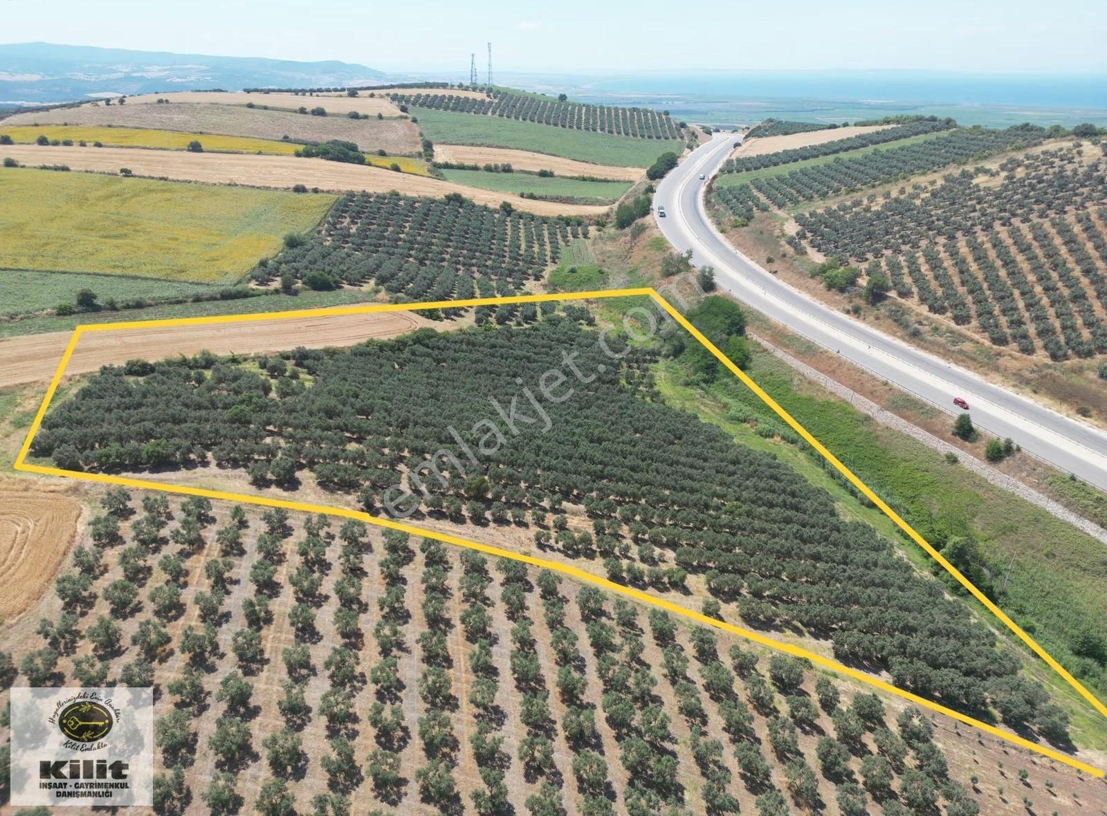 Bursa - Çanakkale Oto Yoluna Bitişik Cephe 21.7 Dönüm Zeytinlik - Görsel 9