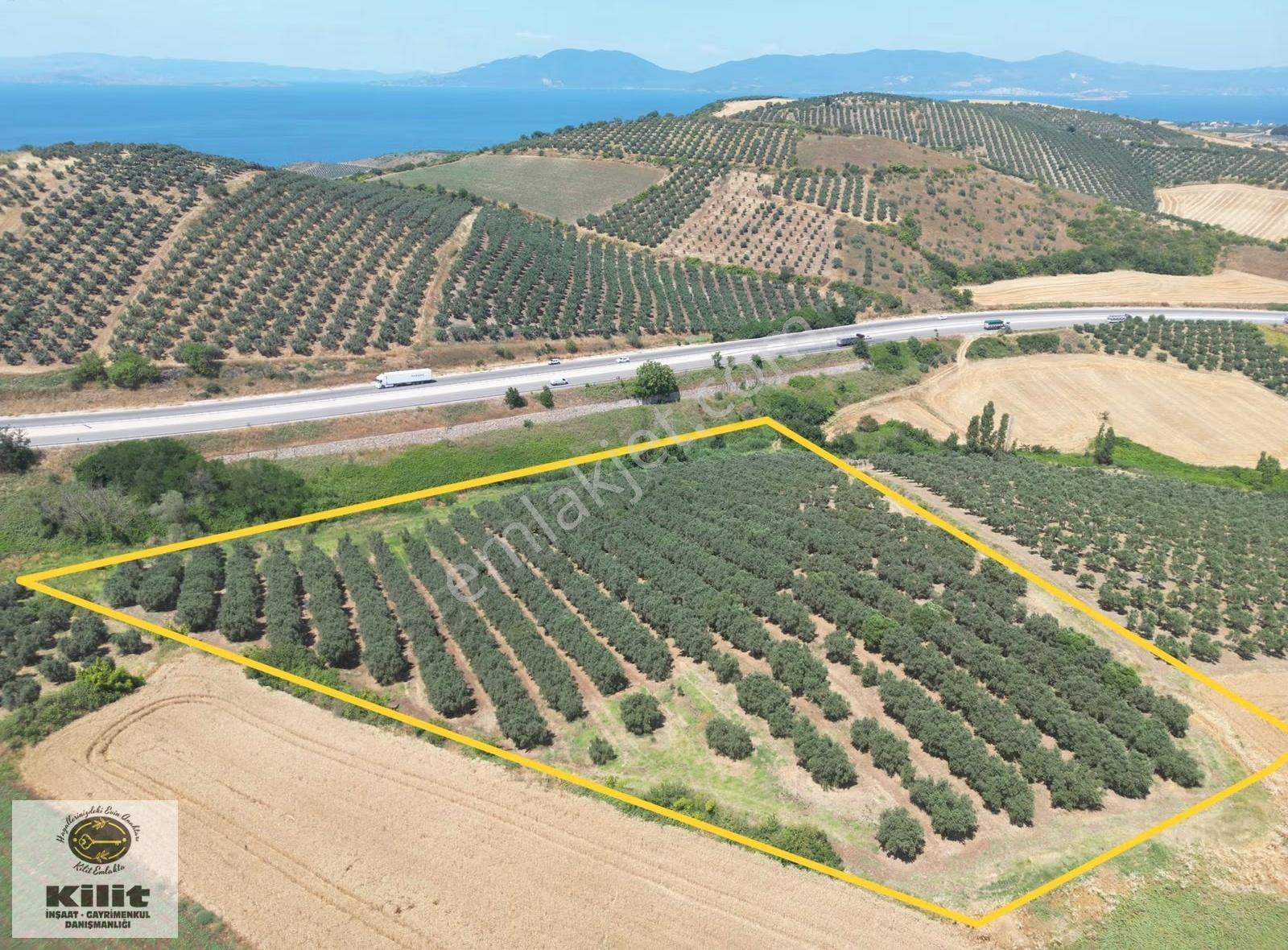Bursa - Çanakkale Oto Yoluna Bitişik Cephe 21.7 Dönüm Zeytinlik - Görsel 8