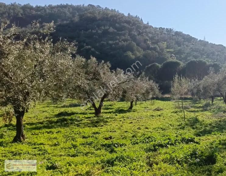 Dikili Kroba'da Mütsakil Bağ Tek Katlı Bağ Evi - Görsel 2