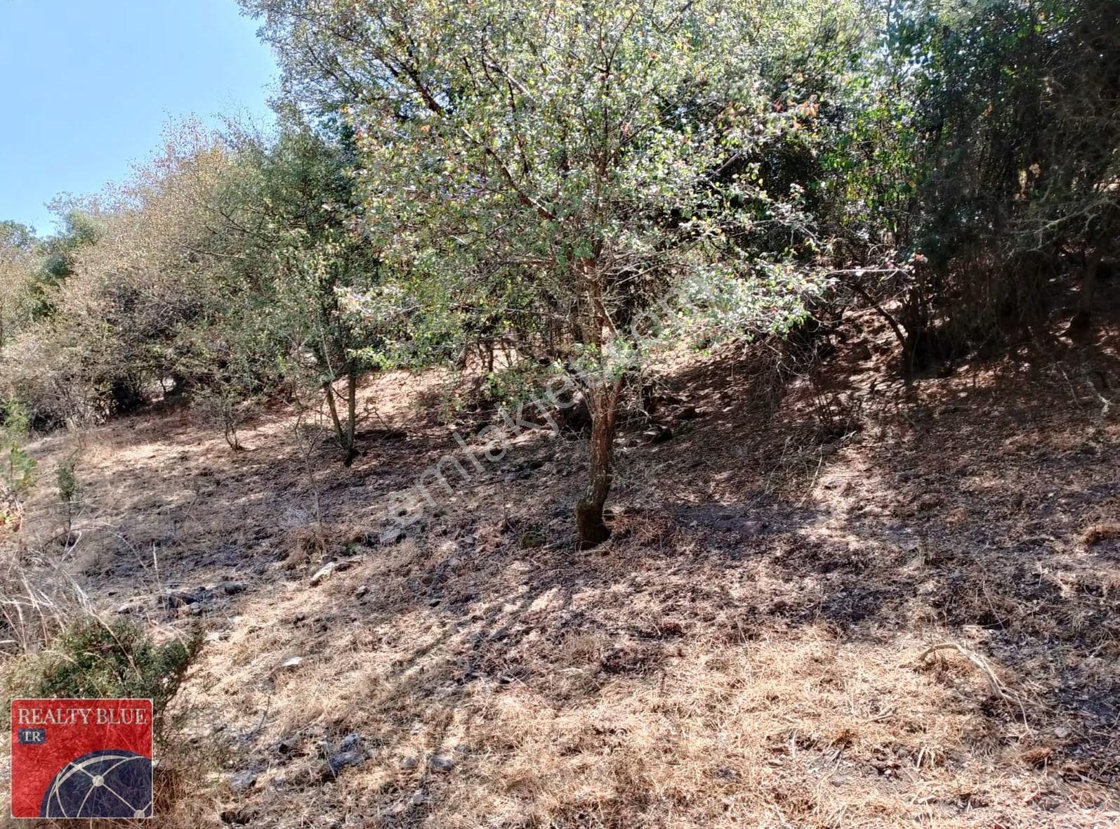 Çanakkale|ayvacık|çınarpınar Köyü-tospat Mevkinde Satılık Tarla - Görsel 6