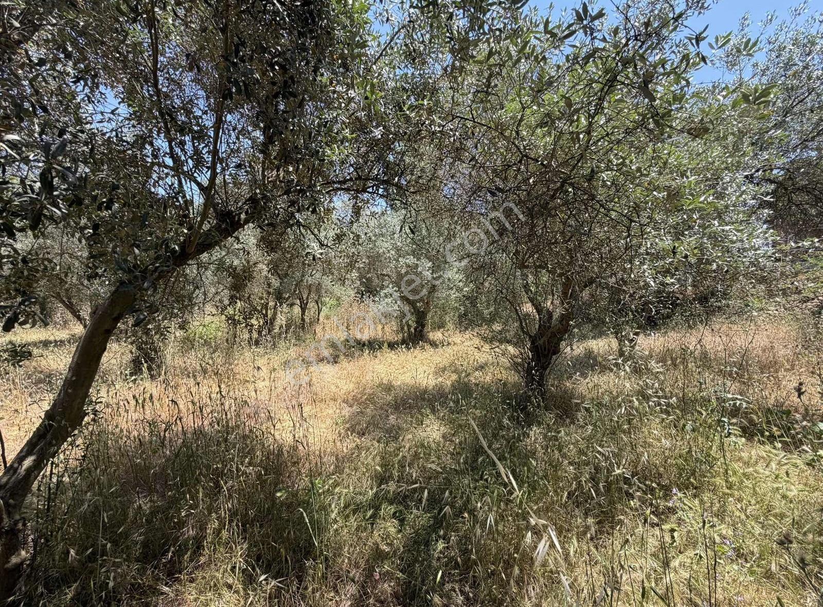 Pek Emlaktan Ayaklıkırı Nda 1225 M2 Satılık Müstakil Ev - Görsel 17