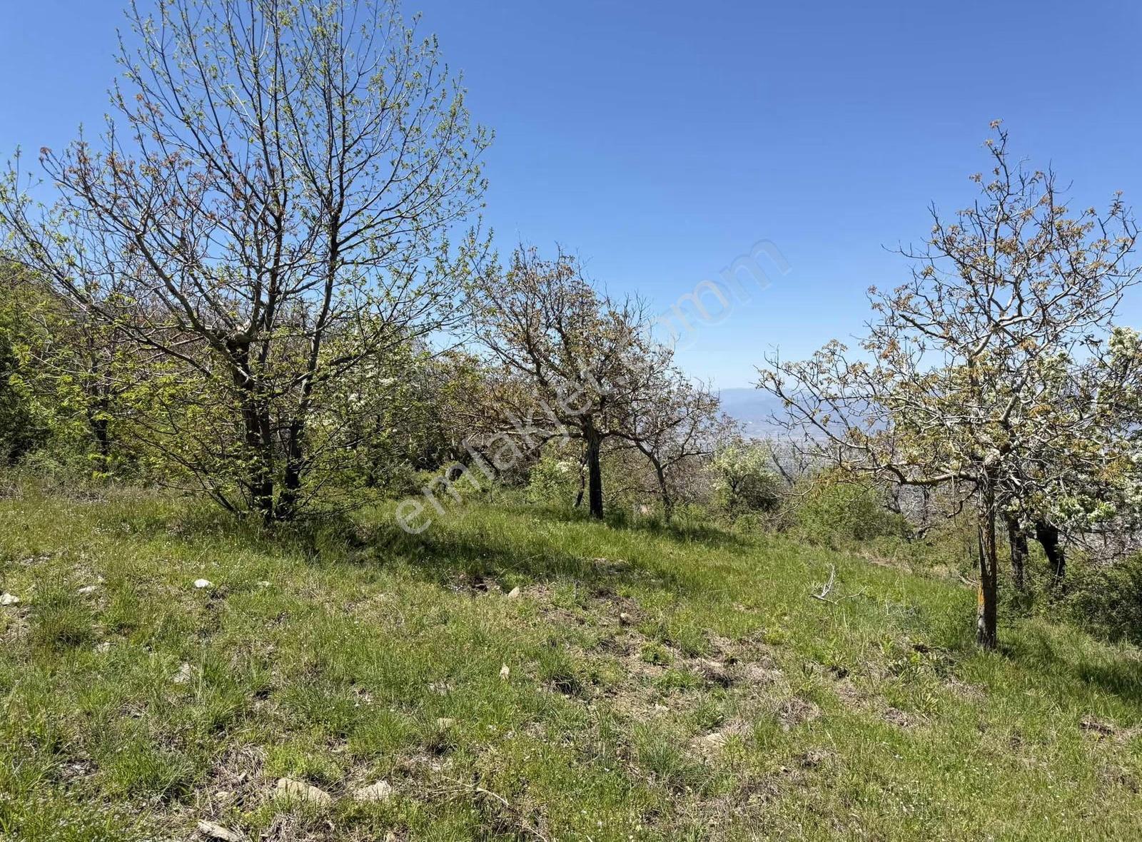 Pek Emlaktan 18.442m2yol Kenar Hafifmeğili Satılık Meyve Bahçesi - Görsel 15