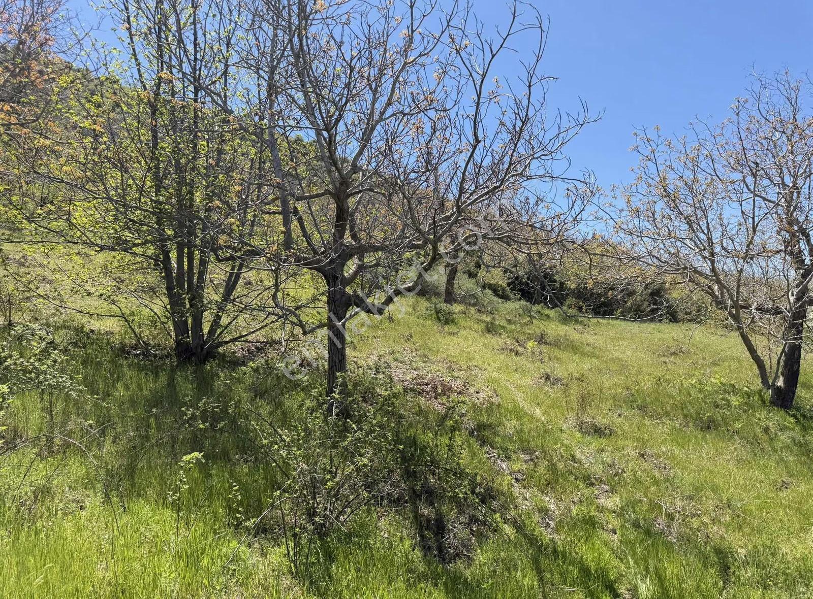 Pek Emlaktan 18.442m2yol Kenar Hafifmeğili Satılık Meyve Bahçesi - Görsel 26