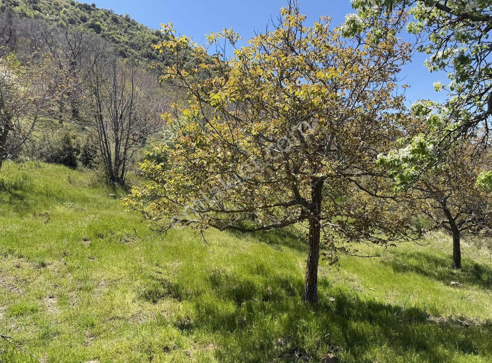 Pek Emlaktan 18.442m2yol Kenar Hafifmeğili Satılık Meyve Bahçesi - Görsel 29