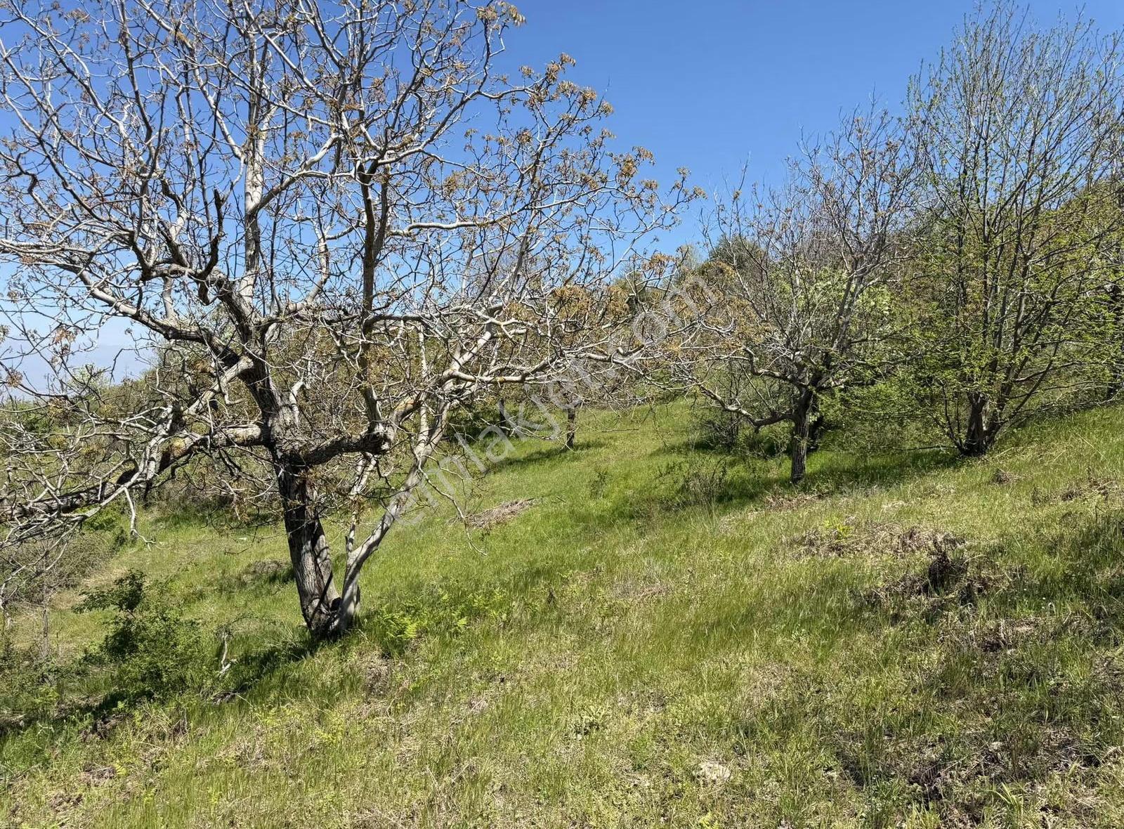 Pek Emlaktan 18.442m2yol Kenar Hafifmeğili Satılık Meyve Bahçesi - Görsel 10