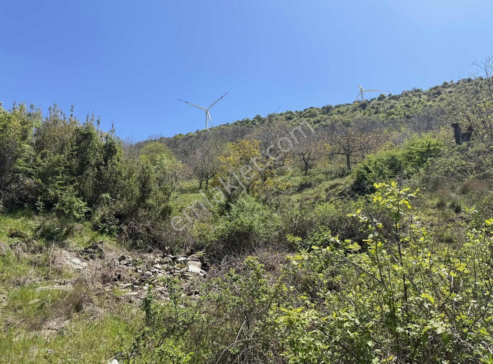 Pek Emlaktan 18.442m2yol Kenar Hafifmeğili Satılık Meyve Bahçesi - Görsel 12