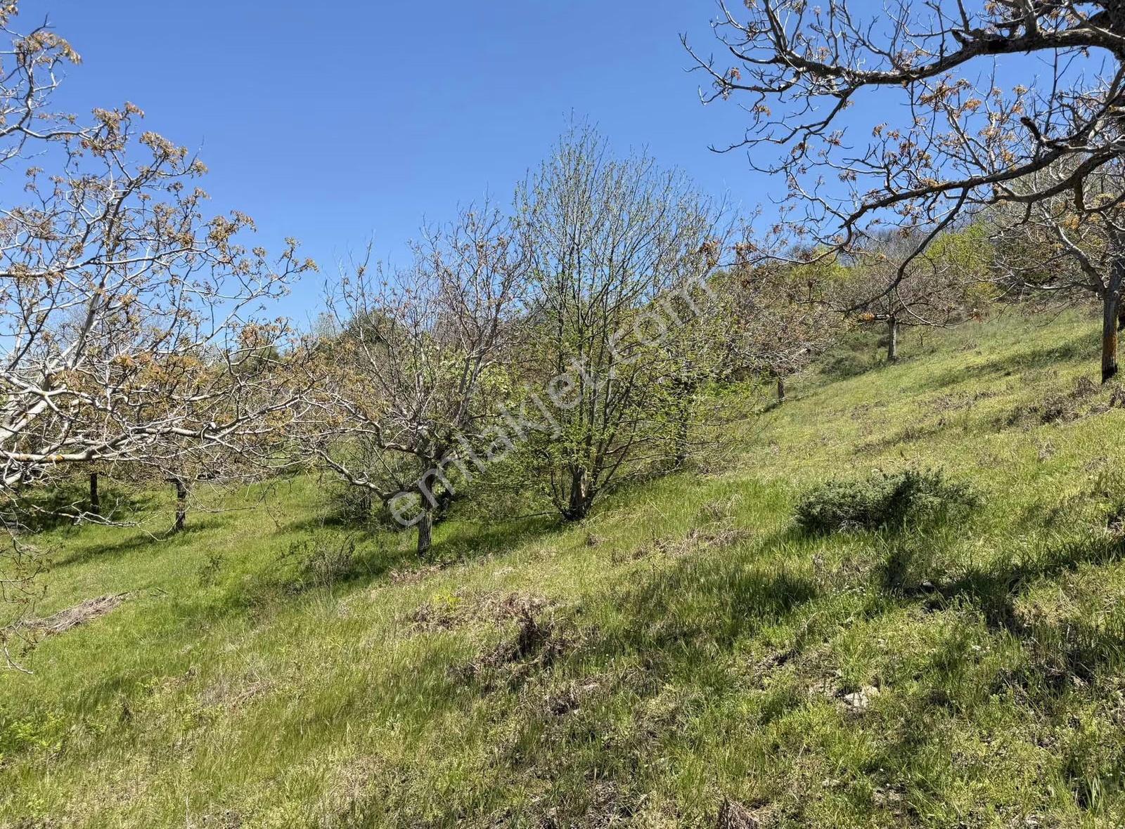 Pek Emlaktan 18.442m2yol Kenar Hafifmeğili Satılık Meyve Bahçesi - Görsel 16