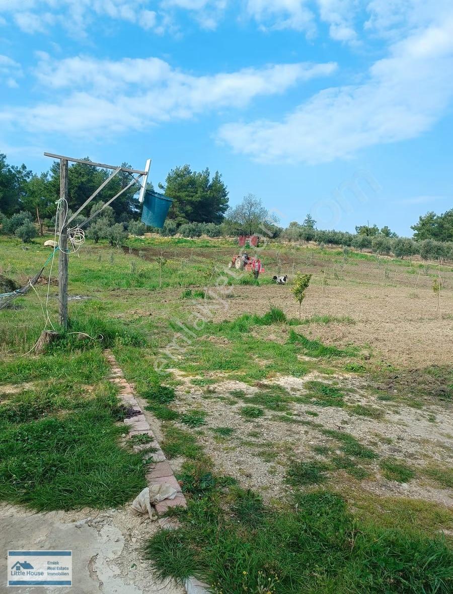 Gündoğdu Da Köy İçerisine Yakın Yatırımlık Tarla Ve Ev - Görsel 6