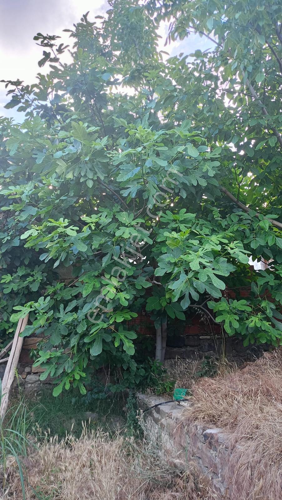 Bergama Koyuneli'nde Satılık Köy Evi - Görsel 22