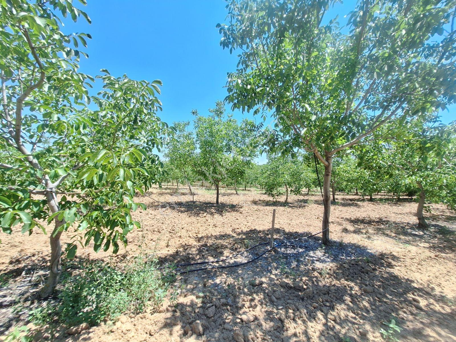 Nehirden Tavas Alınovada Satılık 21952 M2 Ceviz Bahçesi Ve Ev - Görsel 28
