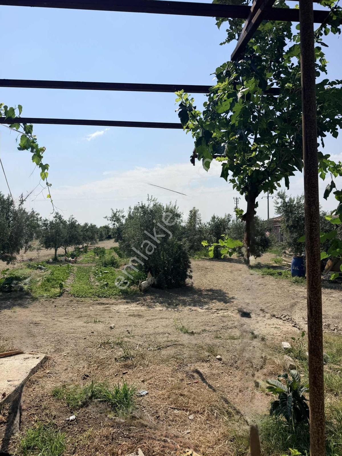 Sığma'da Elektriği Suyu Evü Olan Köşe Anayol Üstü Meyve Bahçemiz - Görsel 22