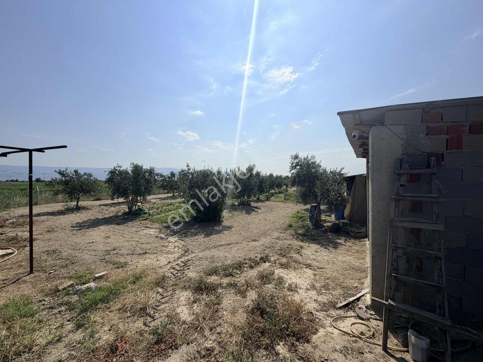 Sığma'da Elektriği Suyu Evü Olan Köşe Anayol Üstü Meyve Bahçemiz - Görsel 8