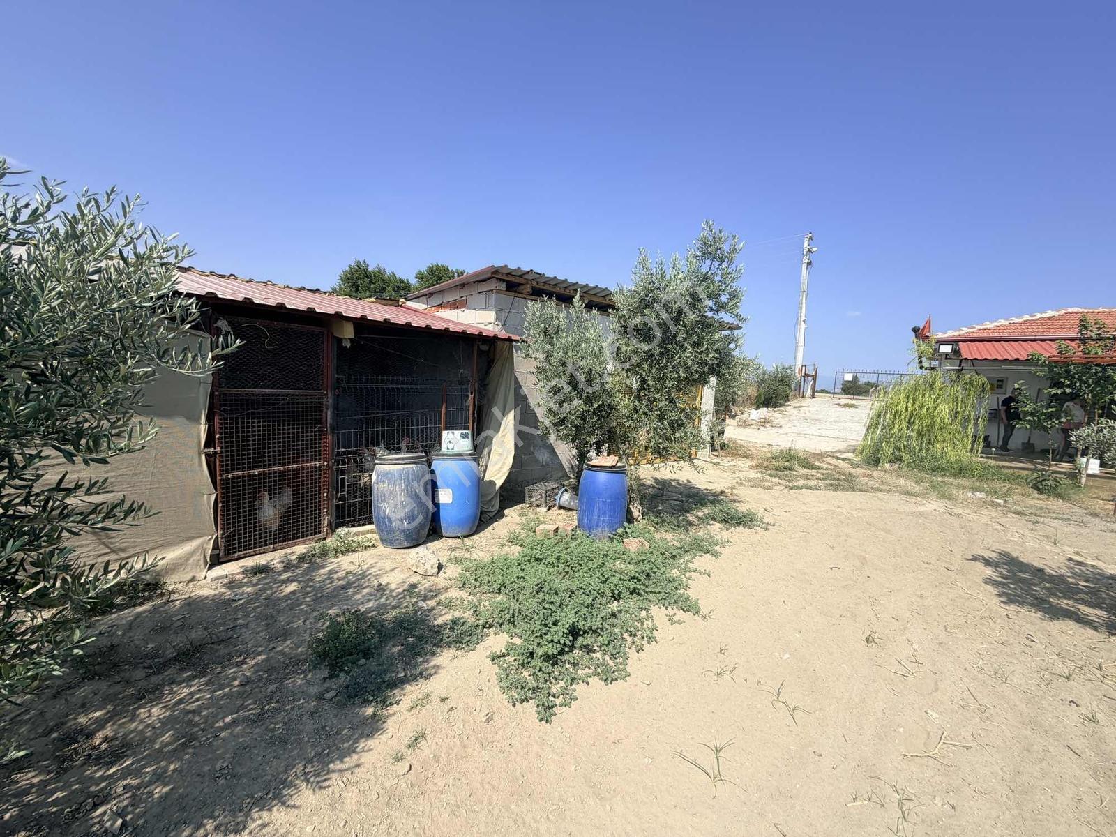 Sığma'da Elektriği Suyu Evü Olan Köşe Anayol Üstü Meyve Bahçemiz - Görsel 23