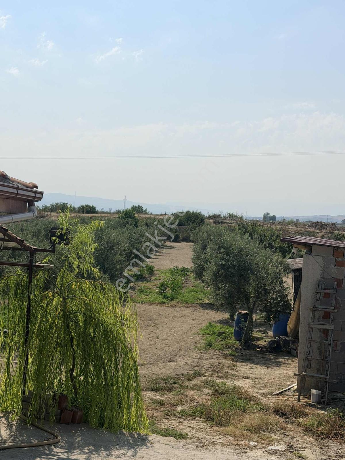 Sığma'da Elektriği Suyu Evü Olan Köşe Anayol Üstü Meyve Bahçemiz - Görsel 7