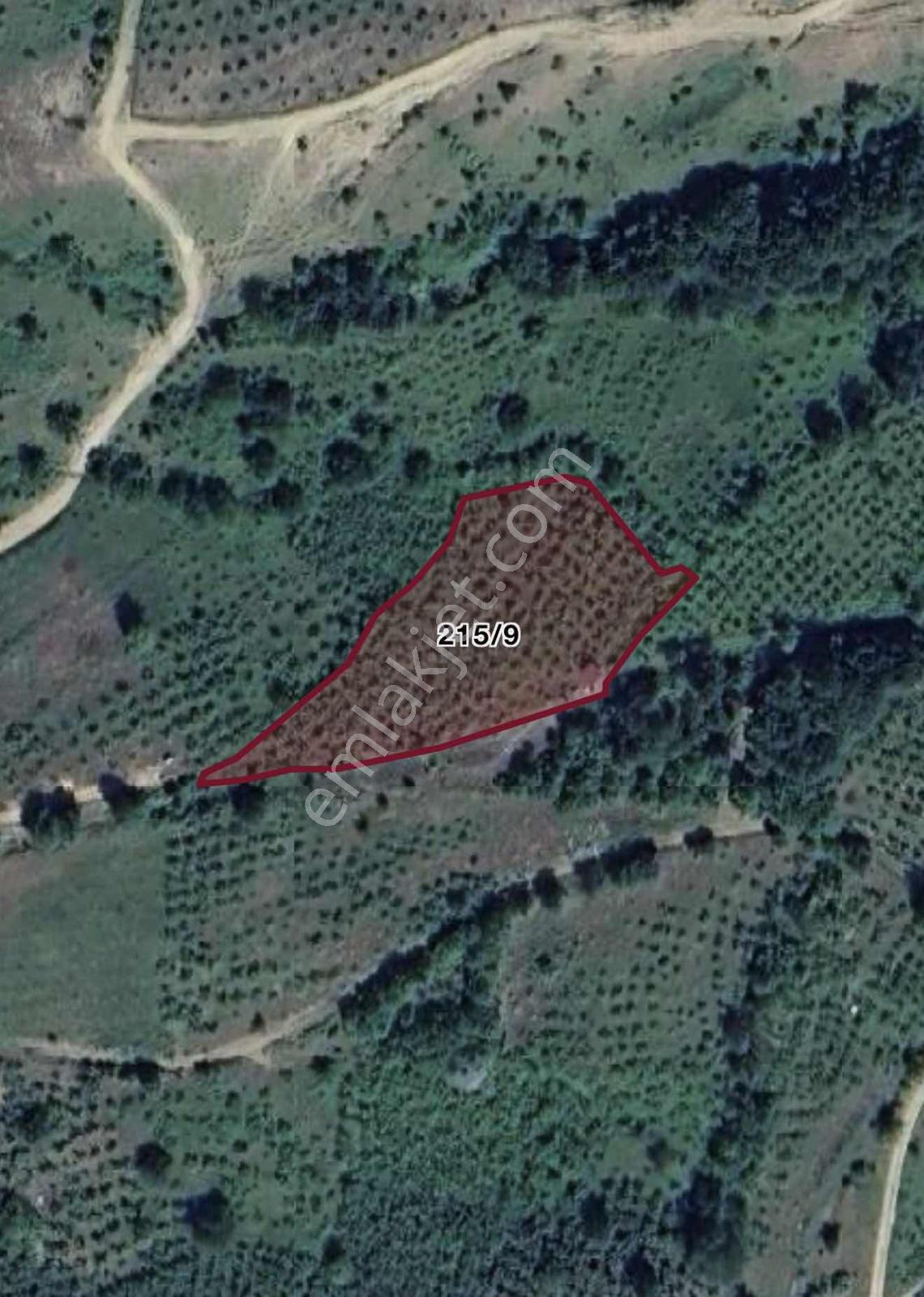 Berat Emlaktan Mengen Köyünde Fındıklık