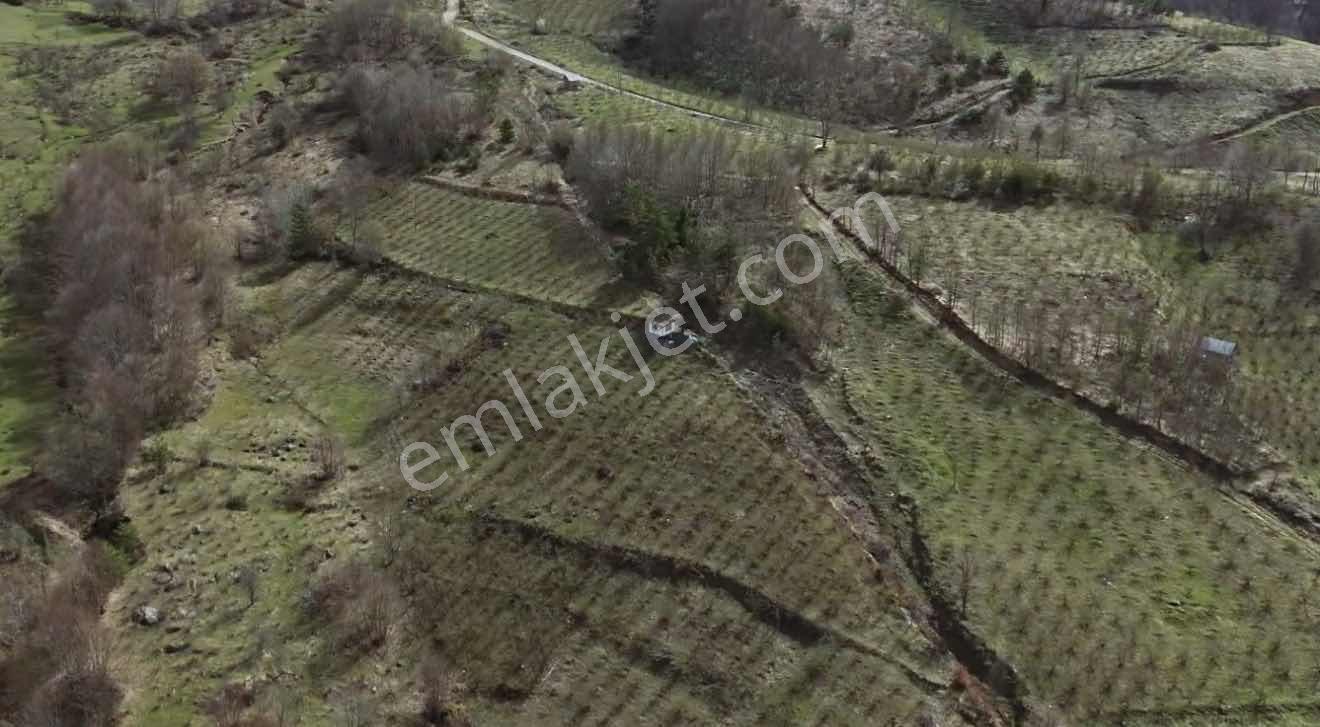 Berat Emlaktan Mengen Köyünde Fındıklık - Görsel 4