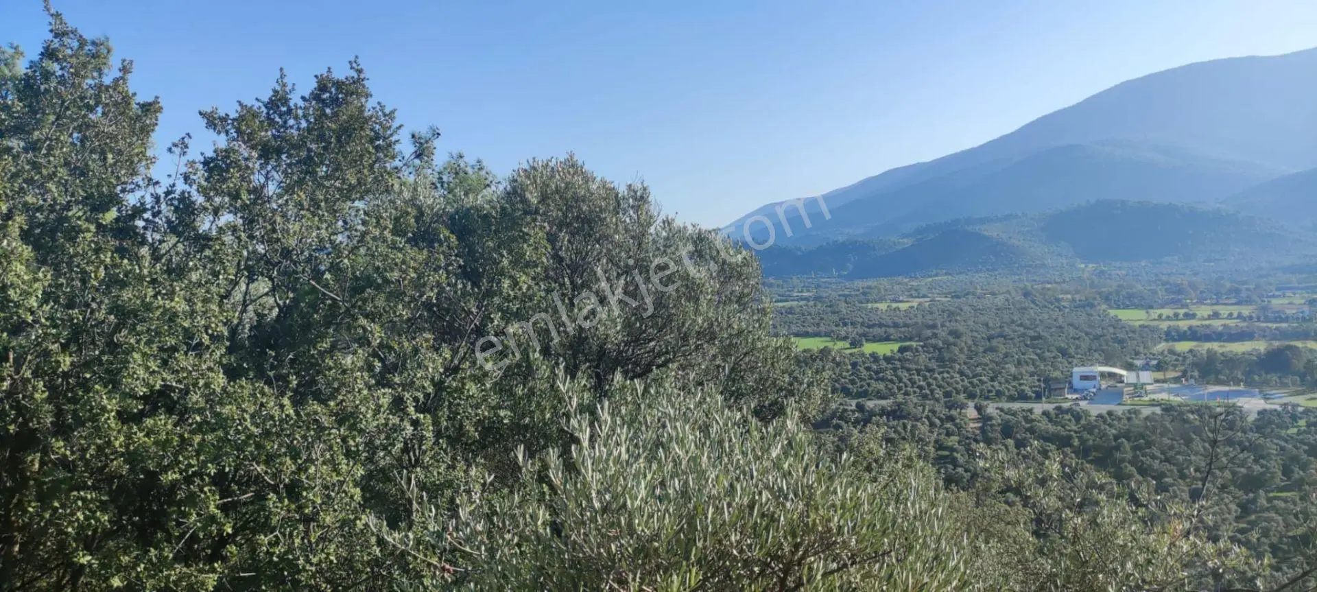 Milas Ekindere De Kadastral Yola Sıfır, 6.000 M² Zeytinli Tarla Satılık - Görsel 5
