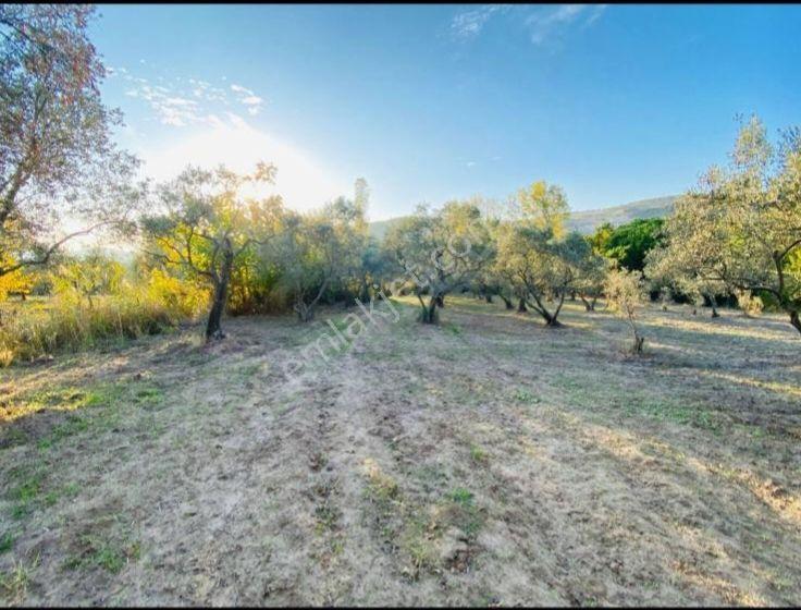 Erdekte 2603 M Deniz Manzarali Zeytinlik - Görsel 2