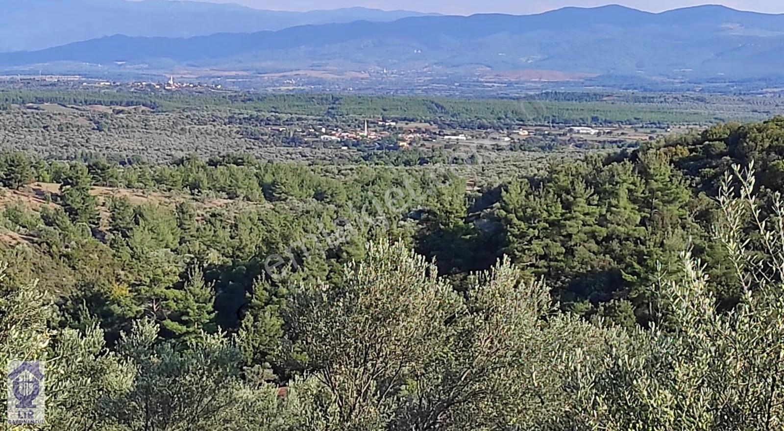 Lir Den Çanakkale Bayramiç Zerdalilik Te 4300 M2 Zeytinlik - Görsel 6