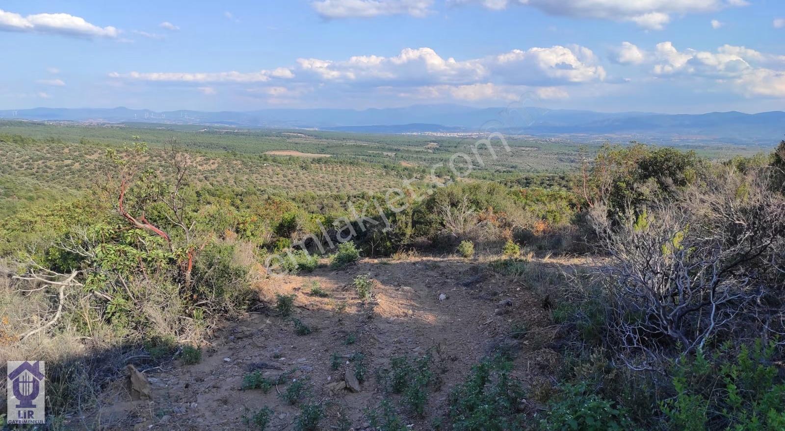 Lir Den Çanakkale Bayramiç Zerdalilik Te 4300 M2 Zeytinlik