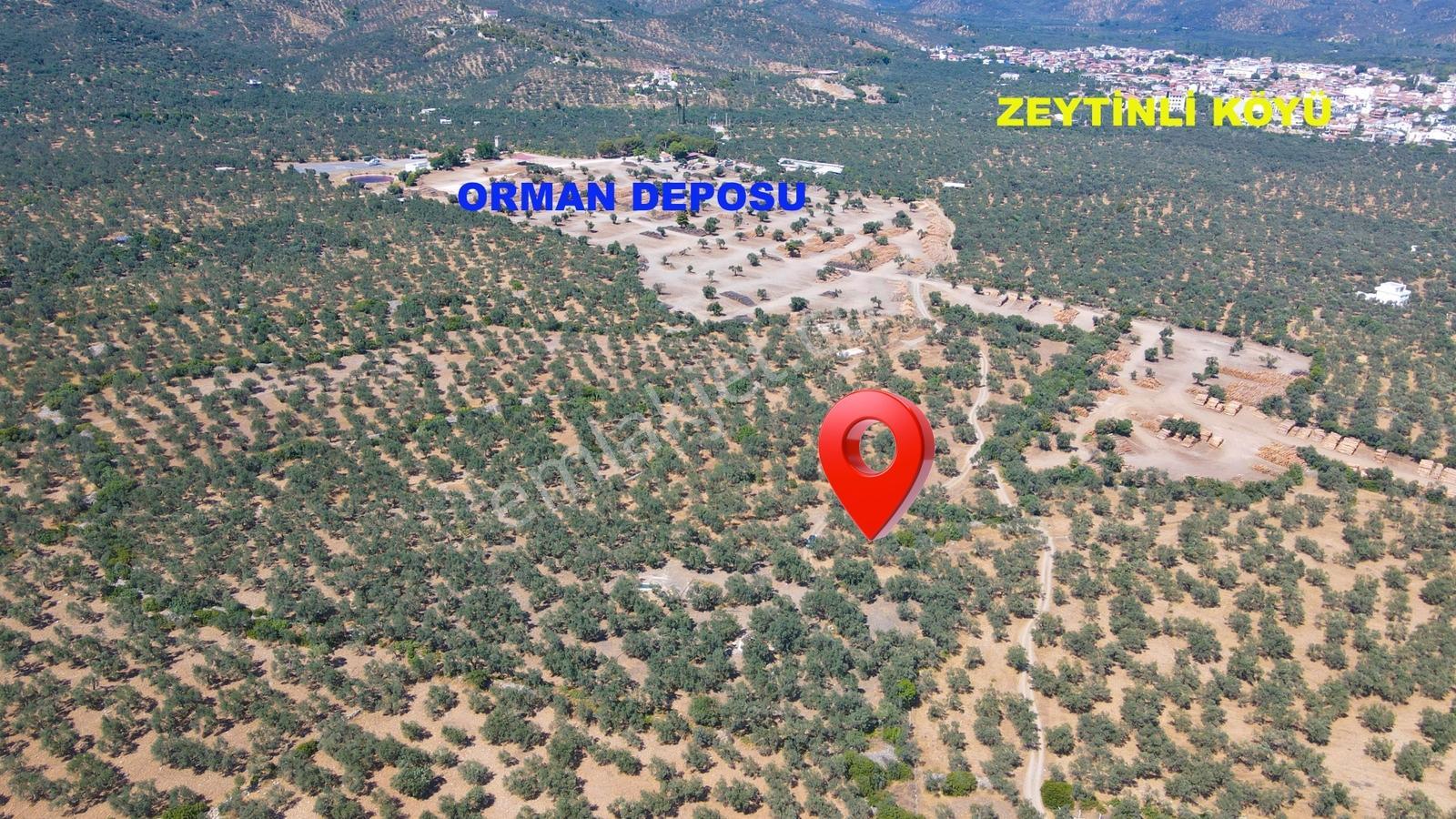 Meşhur Köyde Tertemiz Konumda Yatırım Fırsatı Satılık Zeytinlik - Görsel 18