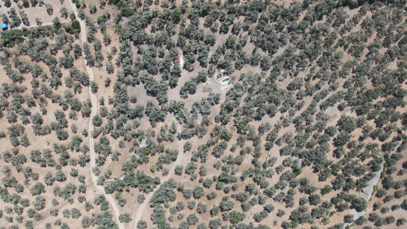 Meşhur Köyde Tertemiz Konumda Yatırım Fırsatı Satılık Zeytinlik - Görsel 22