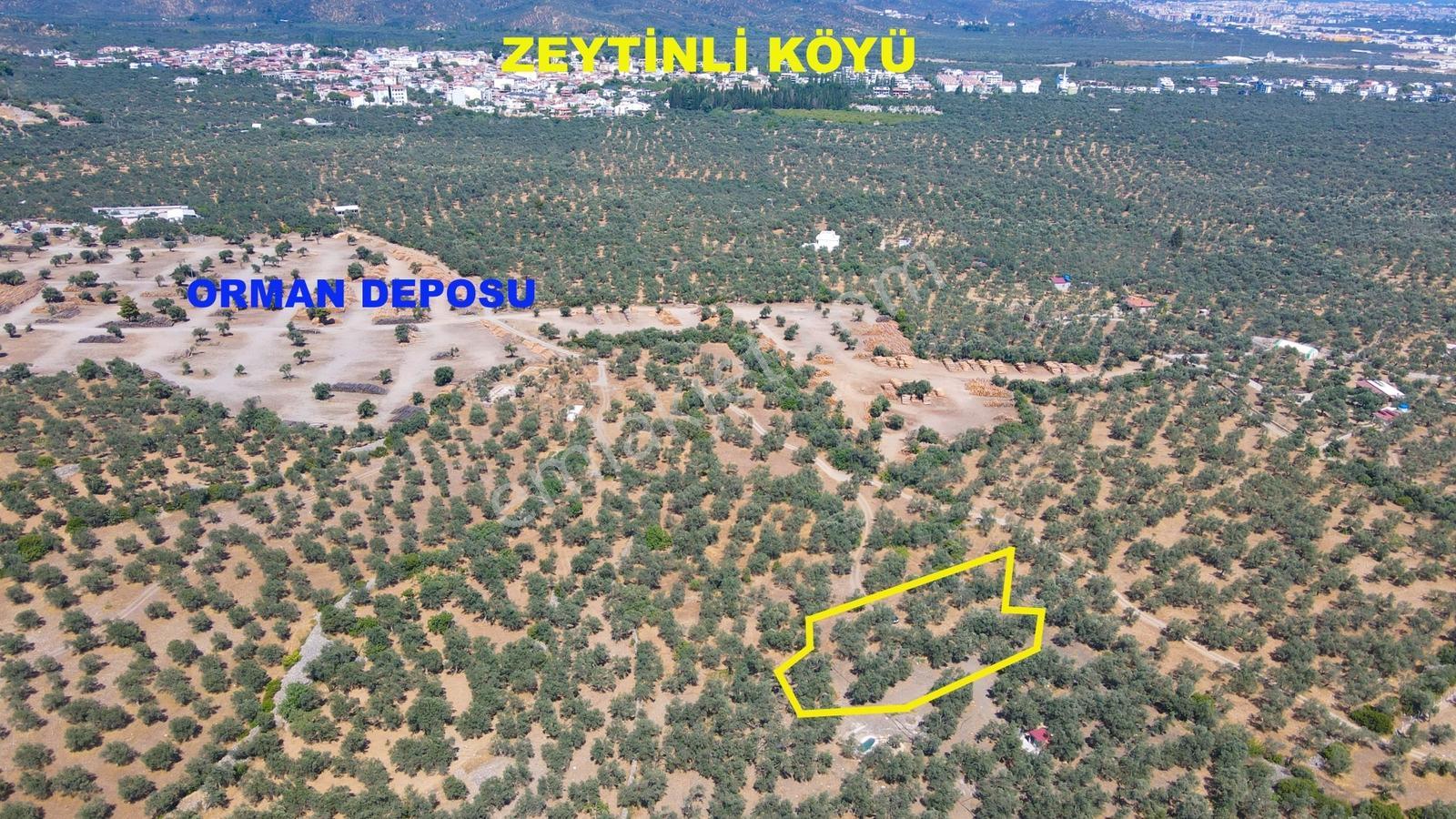 Meşhur Köyde Tertemiz Konumda Yatırım Fırsatı Satılık Zeytinlik - Görsel 4