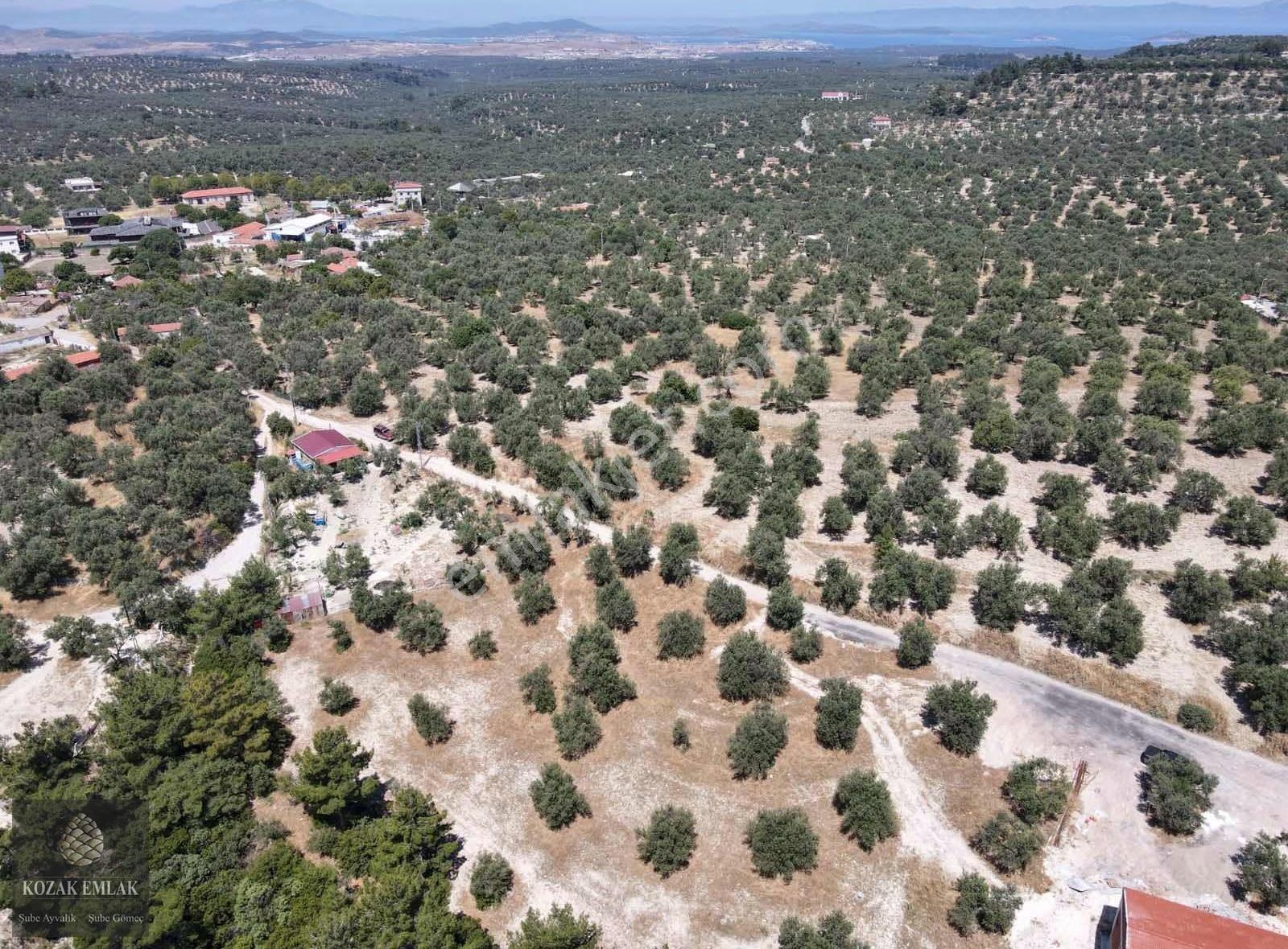 Ayvalık Mutlu Mahallesine 250metre Mesafede Satılık Zeytinlik - Görsel 7
