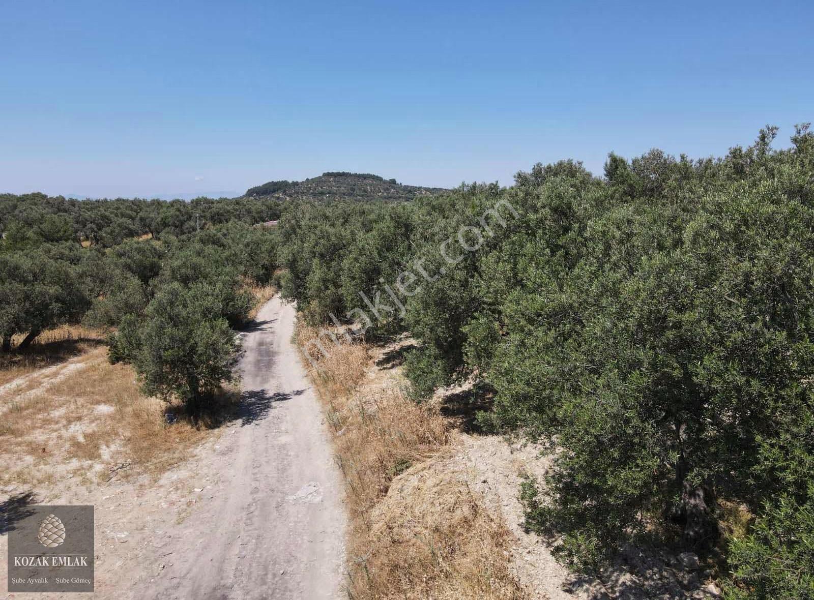 Ayvalık Mutlu Mahallesine 250metre Mesafede Satılık Zeytinlik - Görsel 24