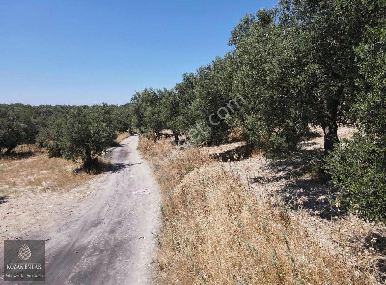 Ayvalık Mutlu Mahallesine 250metre Mesafede Satılık Zeytinlik - Görsel 28