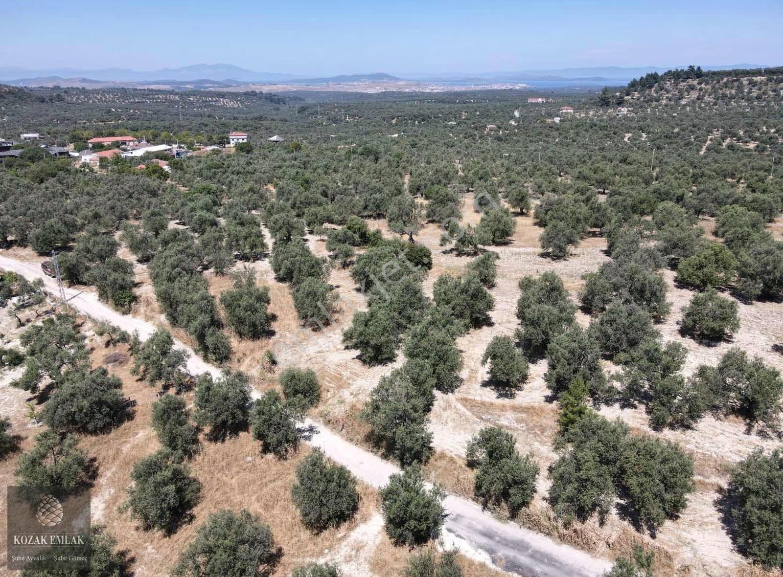 Ayvalık Mutlu Mahallesine 250metre Mesafede Satılık Zeytinlik - Görsel 8