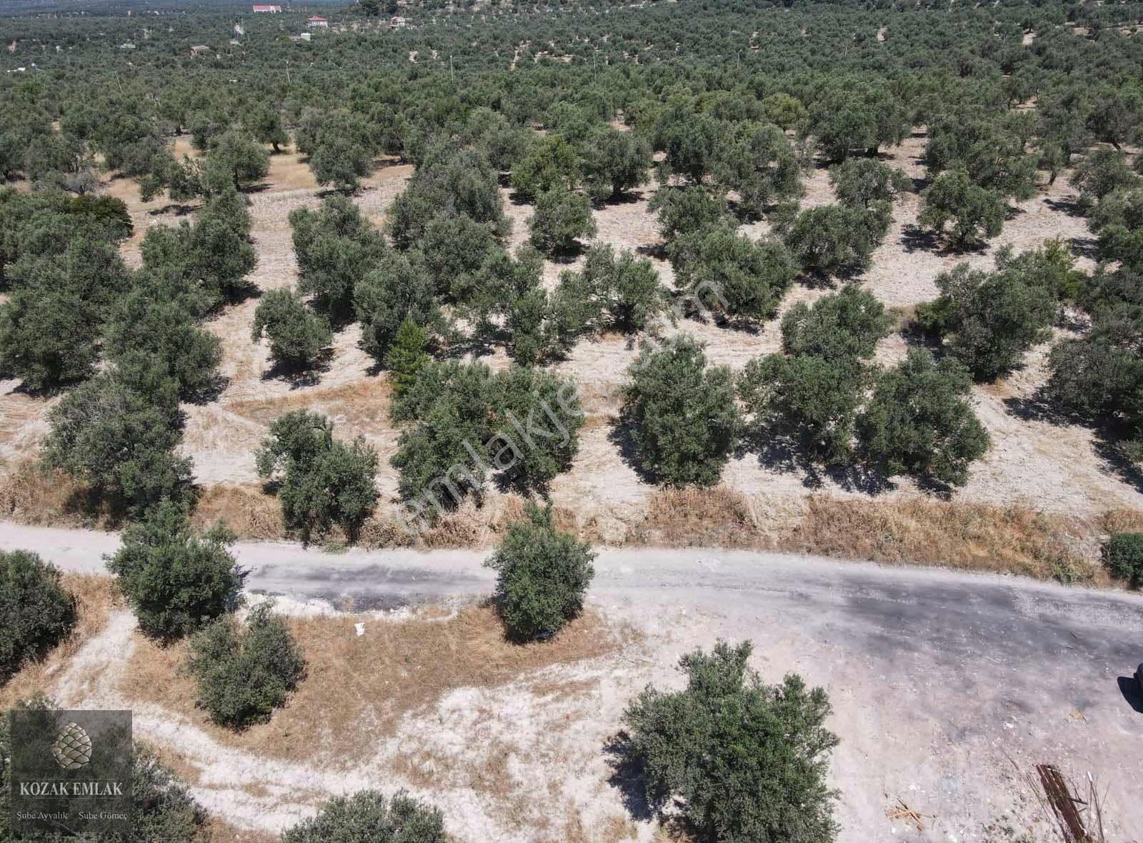 Ayvalık Mutlu Mahallesine 250metre Mesafede Satılık Zeytinlik - Görsel 3