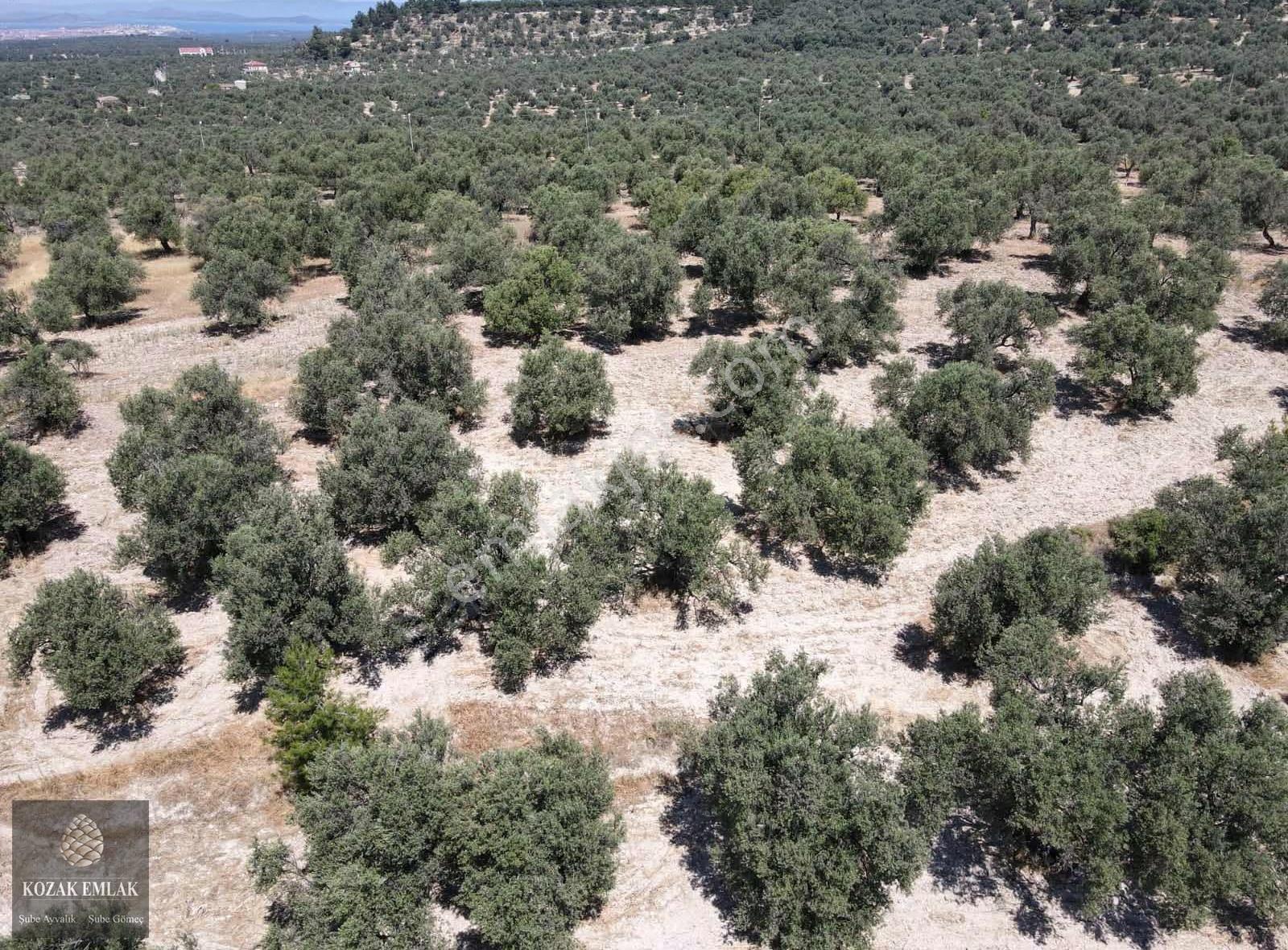 Ayvalık Mutlu Mahallesine 250metre Mesafede Satılık Zeytinlik - Görsel 12