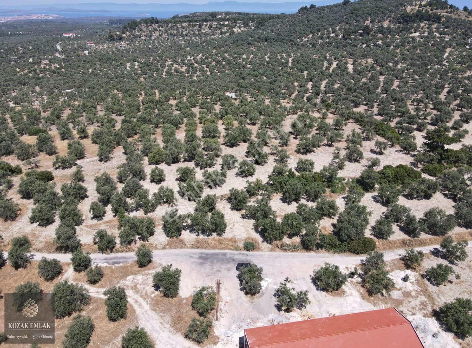 Ayvalık Mutlu Mahallesine 250metre Mesafede Satılık Zeytinlik - Görsel 25