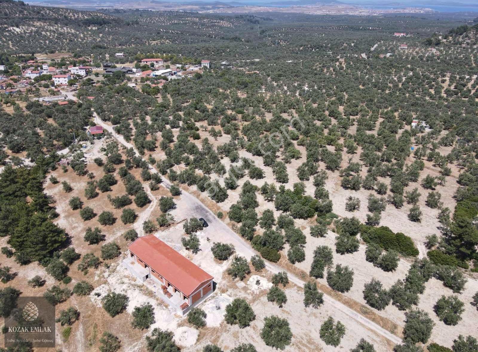 Ayvalık Mutlu Mahallesine 250metre Mesafede Satılık Zeytinlik - Görsel 5