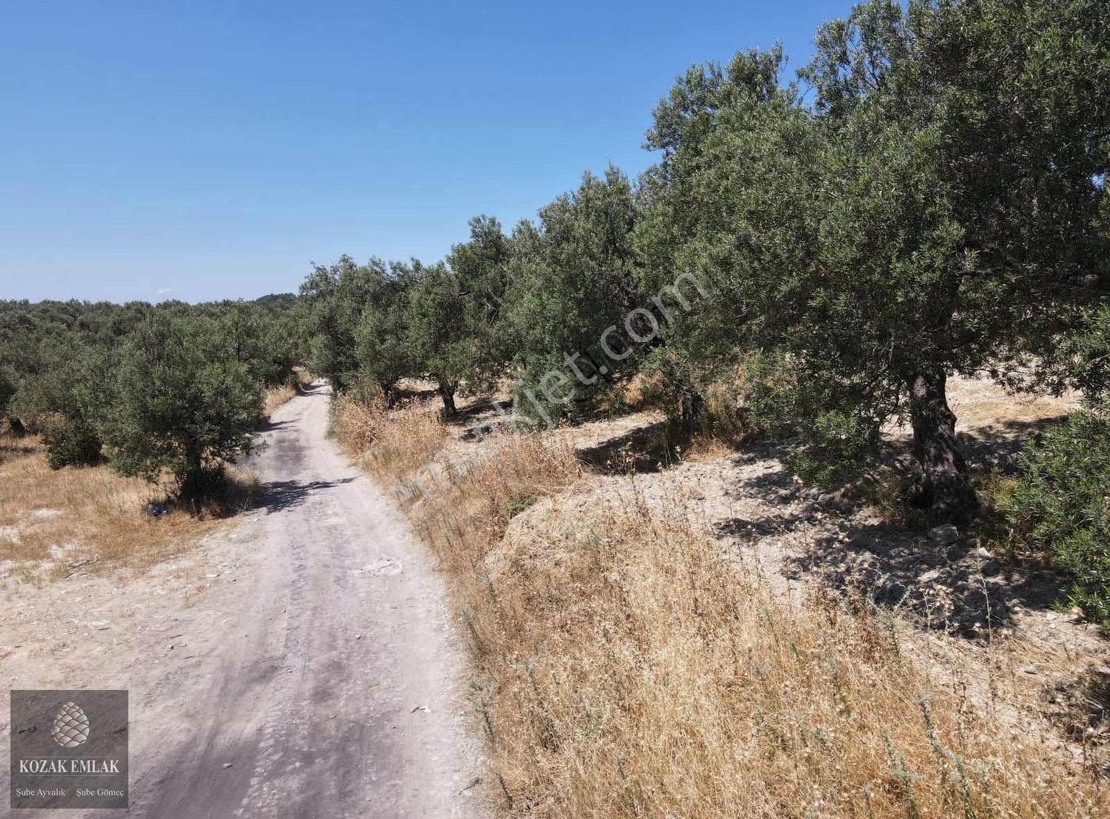 Ayvalık Mutlu Mahallesine 250metre Mesafede Satılık Zeytinlik - Görsel 26