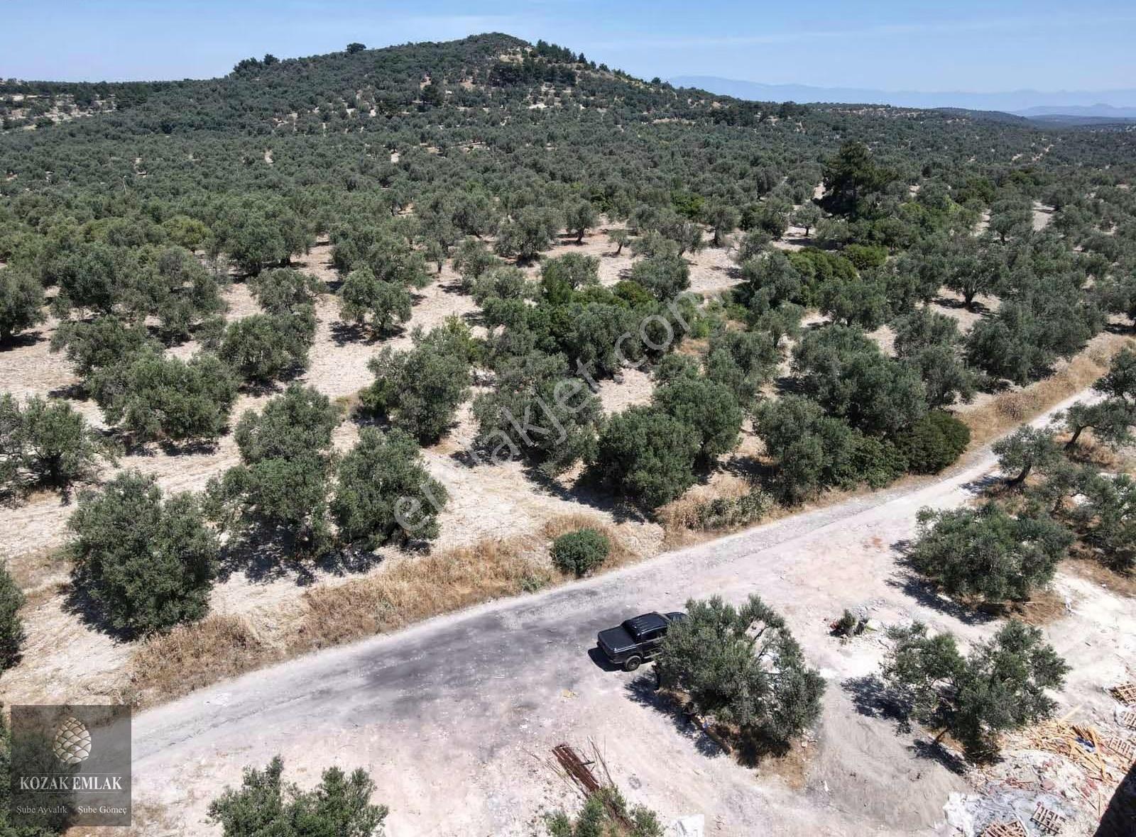 Ayvalık Mutlu Mahallesine 250metre Mesafede Satılık Zeytinlik - Görsel 29