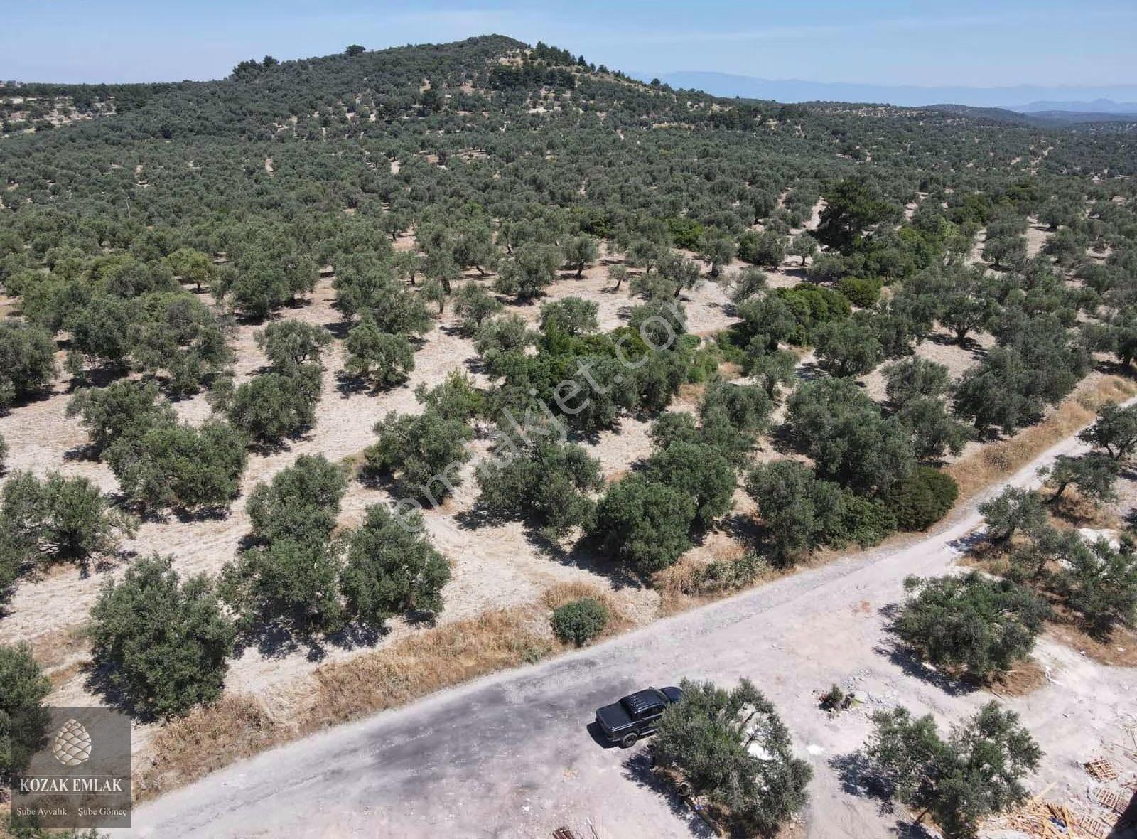 Ayvalık Mutlu Mahallesine 250metre Mesafede Satılık Zeytinlik - Görsel 13