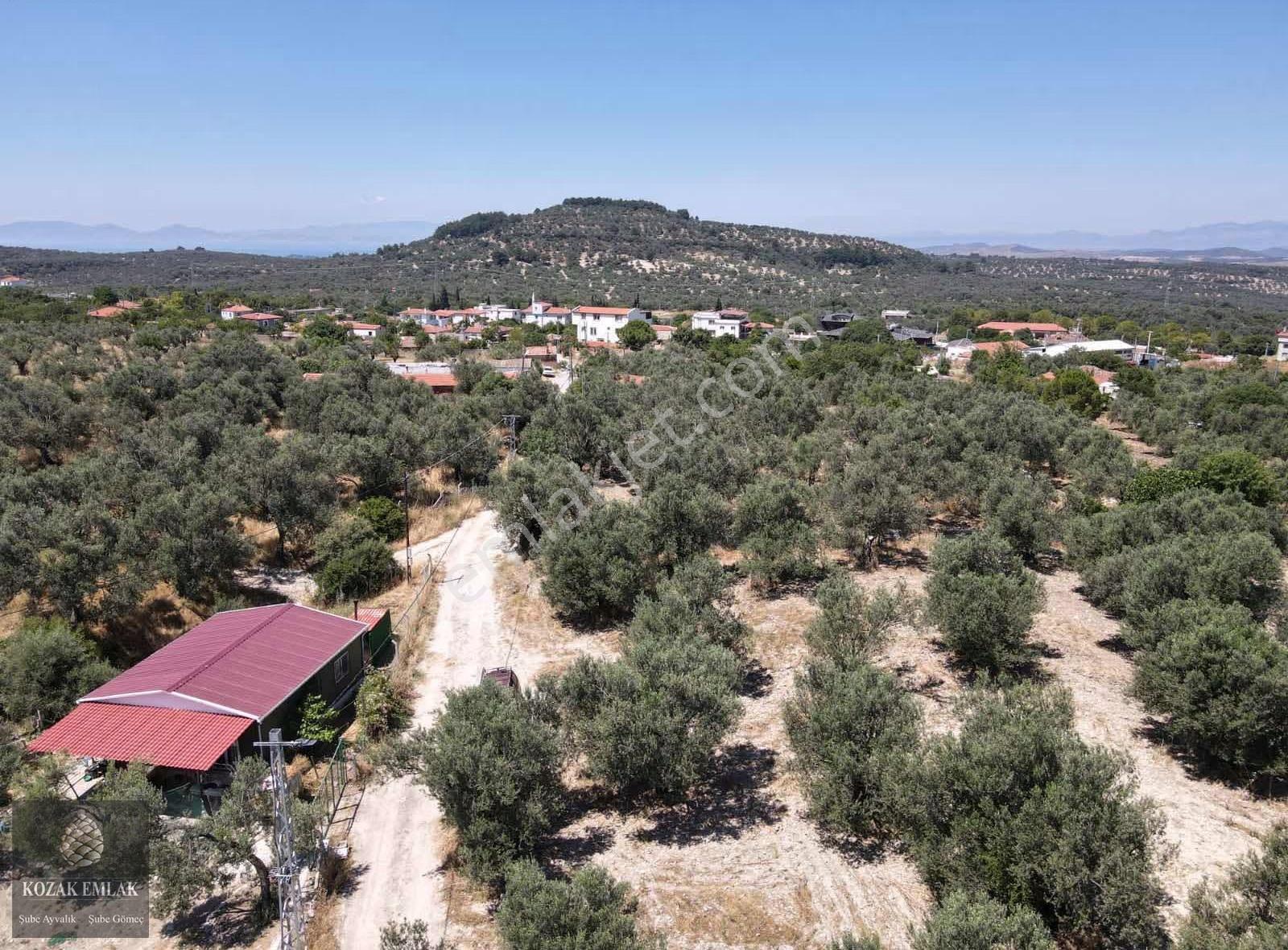 Ayvalık Mutlu Mahallesine 250metre Mesafede Satılık Zeytinlik - Görsel 19