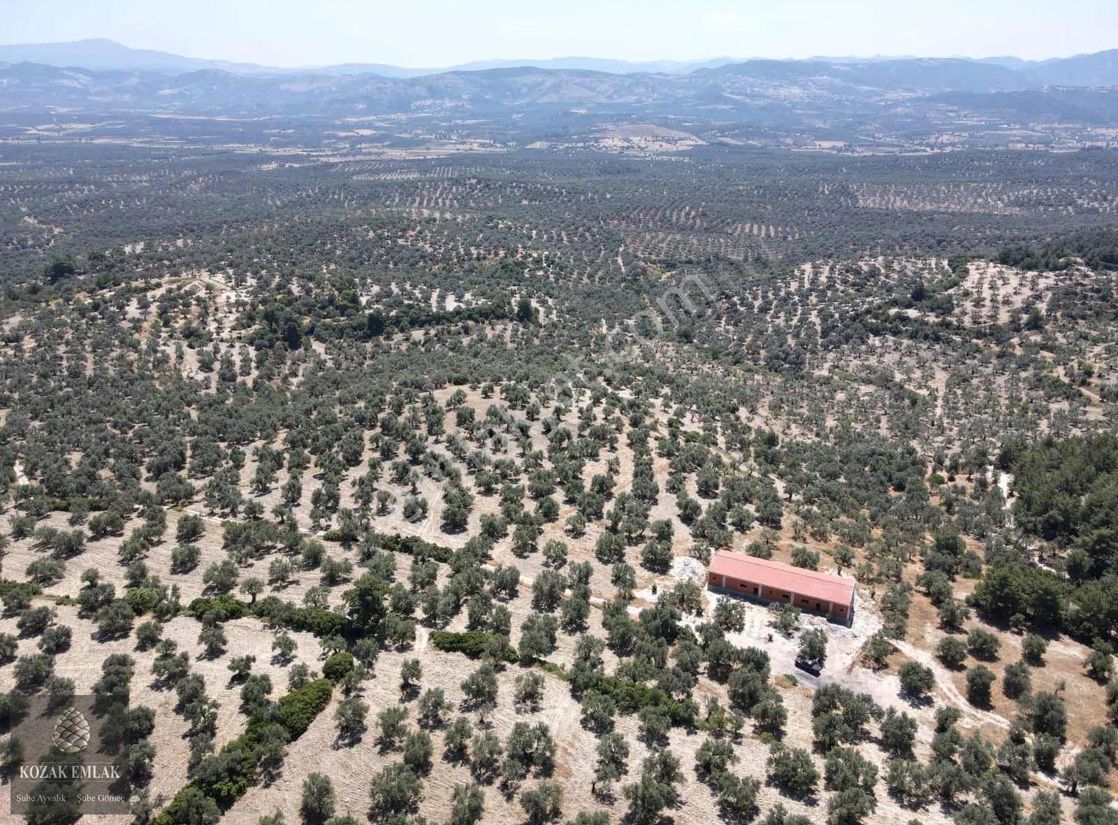 Ayvalık Mutlu Mahallesine 250metre Mesafede Satılık Zeytinlik - Görsel 6