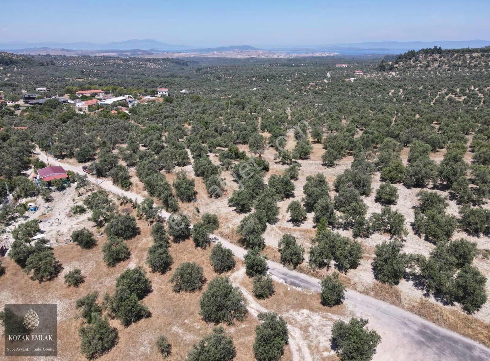 Ayvalık Mutlu Mahallesine 250metre Mesafede Satılık Zeytinlik - Görsel 20