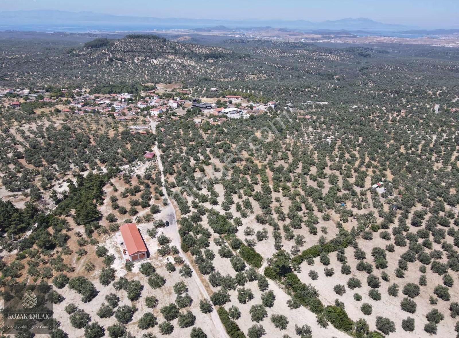 Ayvalık Mutlu Mahallesine 250metre Mesafede Satılık Zeytinlik - Görsel 2